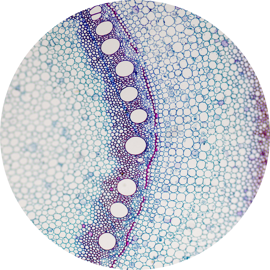 Plant stem under a microscope